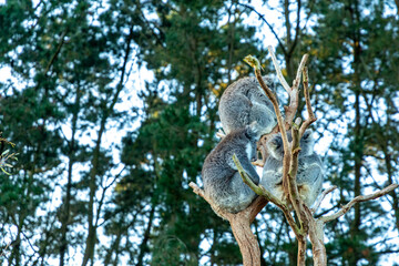 Australian Southern Koala in Kangaroo Island, Australia
