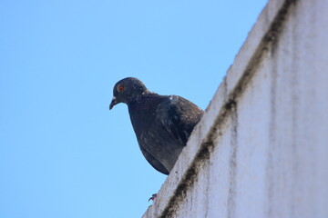 鳩