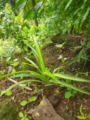 vegetables in the garden