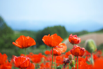 A soft focus landscape of Red Poppy flowers with a mountain view