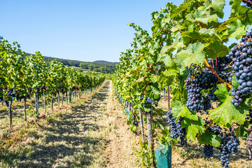 Fototapeta na wymiar blue merlot grapes in green vineyard