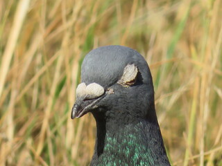 beautiful pigeon posing for photo with intense colors