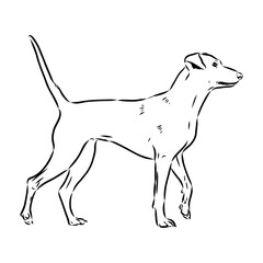 austrian pinscher vector sketch illustration