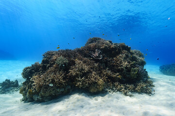 Naklejka na ściany i meble 沖縄　珊瑚の根１