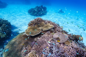 Naklejka na ściany i meble 沖縄　珊瑚の風景５