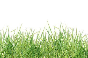 Set of long blades of green grass isolated. - 654706951