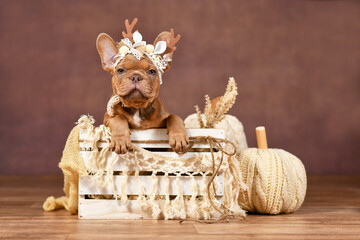 Mocca sable French Bulldog puppy with reindeer antlers in box in front of brown background with...