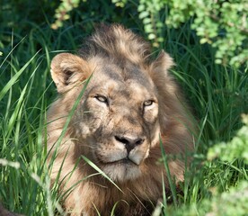 African Male Lion in Kruger National Park 