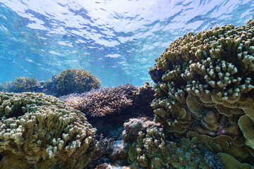 Naklejka na ściany i meble 沖縄　珊瑚の風景１
