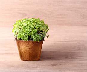Sprouts of basil