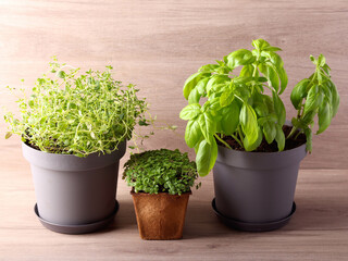 growing herbs to use in cooking