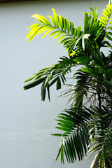 Obraz premium palm tree leaves