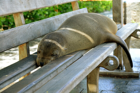 Seel&ouml;we schl&auml;ft auf Parkbank in der Stadt auf Galapagos Inseln