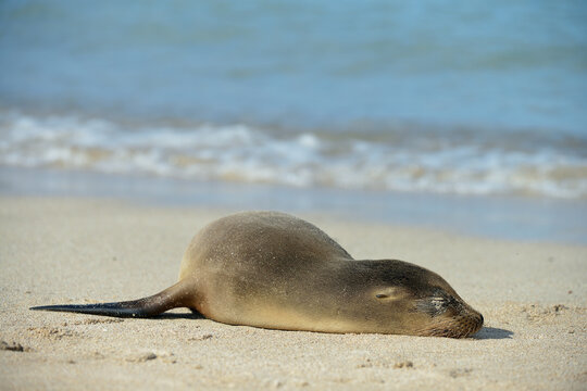 Nahaufnahme von Seel&ouml;wenbaby das am Sandstrand schl&auml;ft