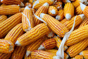 Pile of corn from the harvest in the field