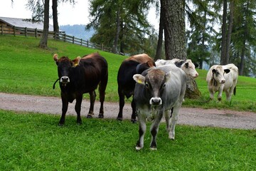 Kühe auf der Weide auf dem Salten in Südtirol 