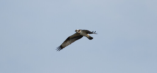 空を飛ぶミサゴ