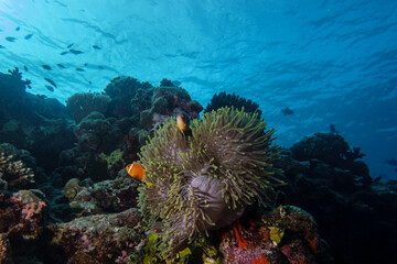 Clownfish 