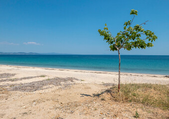Scenic view of lonely small tree at an idyllic beach in Greece