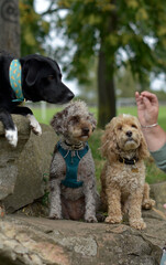 Group of well behaved dogs are paying attention to their dog handler, impulse control, focused, obedient