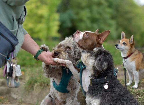 A group of obedient dogs are performing tricks to their dog handler, high five, paw, well behaved