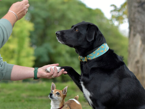 A group of obedient dogs are performing tricks to their dog handler, high five, paw, well behaved