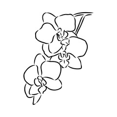 Beautiful monochrome vector orchid branches with flowers orchid, vector sketch