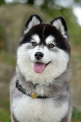 Obraz premium Adorable Pomsky Puppy smiling with tongue out - Pomeranian and Miniature Siberian Husky Mix, Designer Dog Breed