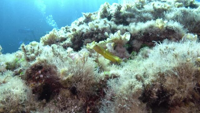 Little blenny fish swimms in a Mediterranean seabed