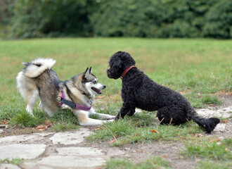 Cute Pomsky puppy is inviting a black Cockerpoo to play, play bow, dog interaction, body language, 