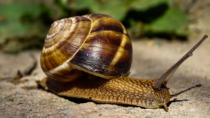 A beautiful closeup photograph of a crawling snail.