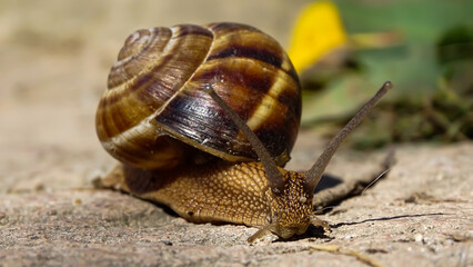 A beautiful macro photo of a crawling snail.