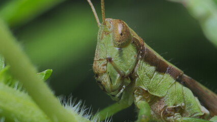grasshopper on a leaf