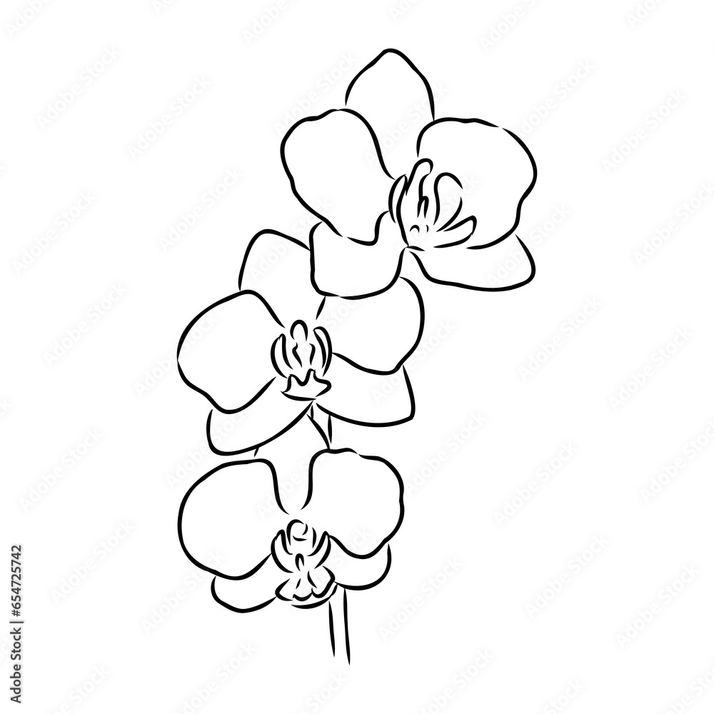 Wall mural Beautiful monochrome vector orchid branches with flowers orchid, vector sketch