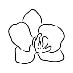 Beautiful monochrome vector orchid branches with flowers orchid, vector sketch