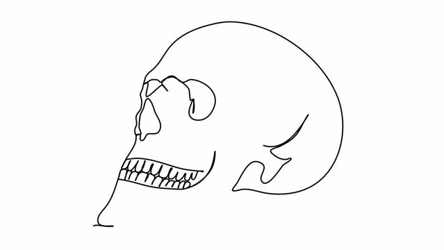 The human skull. One line drawing animation with alpha channel.
