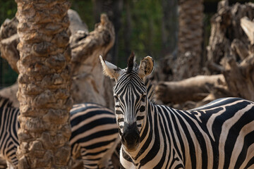 Fototapeta na wymiar Close-up portrait of a zebra