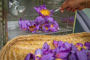fresh Nelumbo nucifera flowers for dehydration