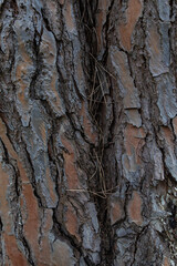 Close-up of coniferous tree bark