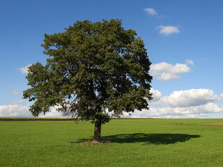 Eine Eiche allein auf weiter Flur