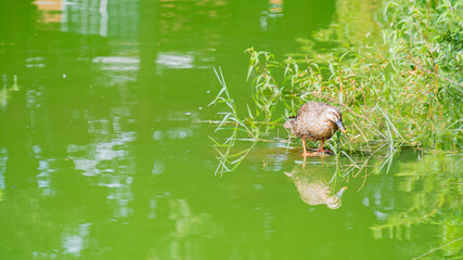 水面に映るカモ