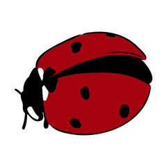 Hand drawn ink sketch of ladybug ladybug, vector sketch
