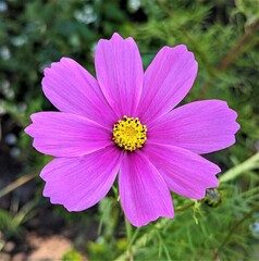 Obraz premium cosmos flower in the garden