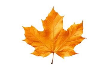 Vibrant Autumn Leaves Isolated on Transparent Background
