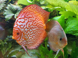 Symphysodon, colloquially known as discus, is a genus of cichlids native to the Amazon river basin...