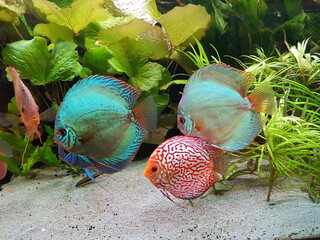 Symphysodon, colloquially known as discus, is a genus of cichlids native to the Amazon river basin...