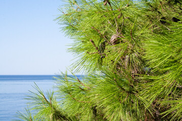 Pine tree branches on the turquoise sea background, mediterranean nature. Sun seascape for publication, poster, calendar, post, screensaver, wallpaper, cover, website. High quality photo