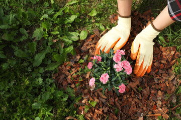Woman mulching beautiful flowers with bark chips in garden, top view