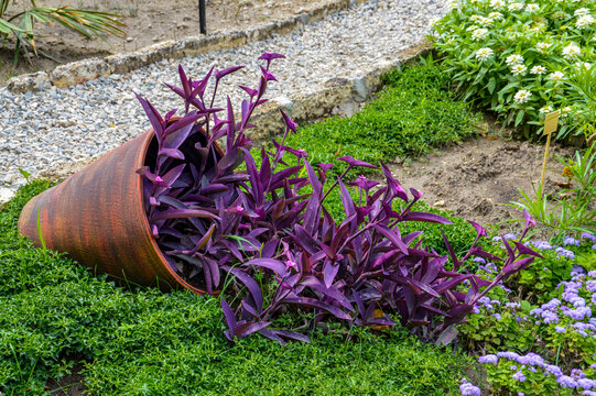 Purple tradescantia in the fallen pot on the ground on the grass, landschaft design