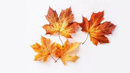 Naklejka na ściany i meble autumn leaves isolated on a white background